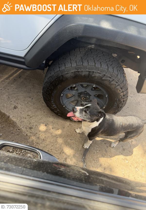 Found/Stray Male Dog last seen NE 13th & Lottie Ave, Oklahoma City, OK 73104