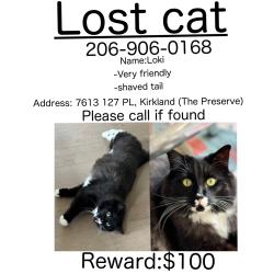 Reunited Male Cat last seen Near 127th Pl ne, Kirkland, WA 98033