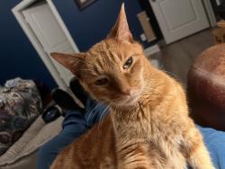 Lost Male Cat last seen Jack and Tranquila vista, Cypress, TX 77433