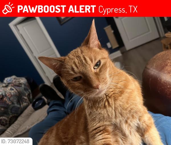 Lost Male Cat last seen Jack and Tranquila vista, Cypress, TX 77433