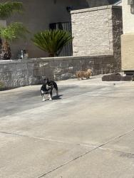Found/Stray Unknown Dog last seen Abigail Lane Fontana, CA 92336, Fontana, CA 92336