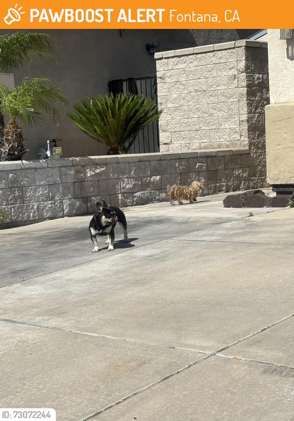 Found/Stray Unknown Dog last seen Abigail Lane Fontana, CA 92336, Fontana, CA 92336