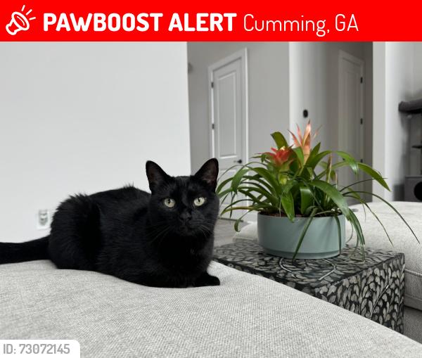 Lost Female Cat last seen Near stallions gait Rd, Cumming, GA 30040