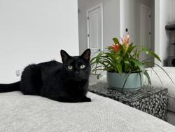 Lost Female Cat last seen Near stallions gait Rd, Cumming, GA 30040
