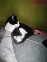 Lost Male Cat last seen Hungry Lion Claremont, Cape Town, WC 7735