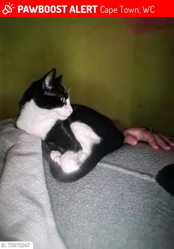 Lost Male Cat last seen Hungry Lion Claremont, Cape Town, WC 7735