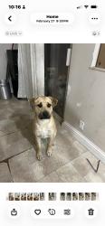 Lost Female Dog last seen Mckee Rd and Jackson Ave, San Jose, CA 95133
