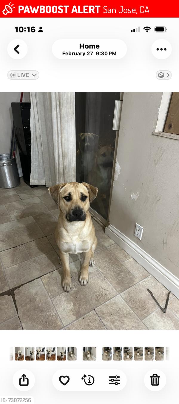 Lost Female Dog last seen Mckee Rd and Jackson Ave, San Jose, CA 95133