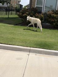 Reunited Unknown Dog last seen Slide North apmts, Lubbock, TX 79416