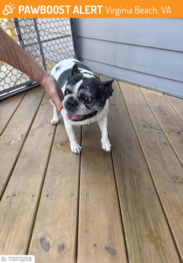 Found/Stray Female Dog last seen Preserve Dr, Virginia Beach, VA 23451