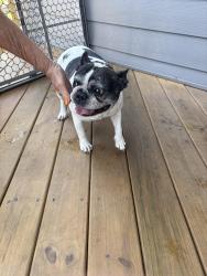Found/Stray Female Dog last seen Preserve Dr, Virginia Beach, VA 23451