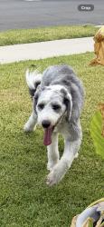 Found/Stray Male Dog last seen Between Atlantic Ave and Gibson Ave on Arlington Ave, Lynwood, CA 90262