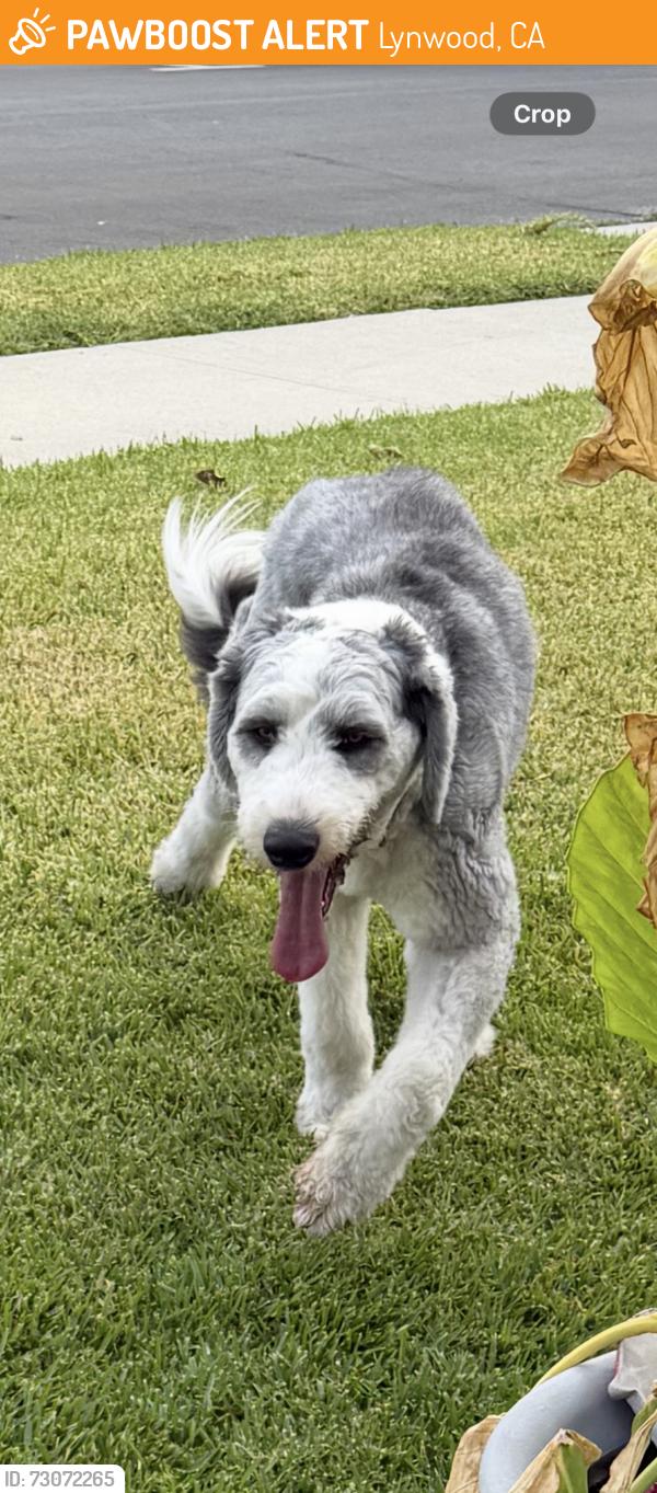 Found/Stray Male Dog last seen Between Atlantic Ave and Gibson Ave on Arlington Ave, Lynwood, CA 90262