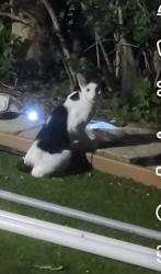 Found/Stray Unknown Cat last seen East lake road, seven springs blvd , Trinity, FL 34655