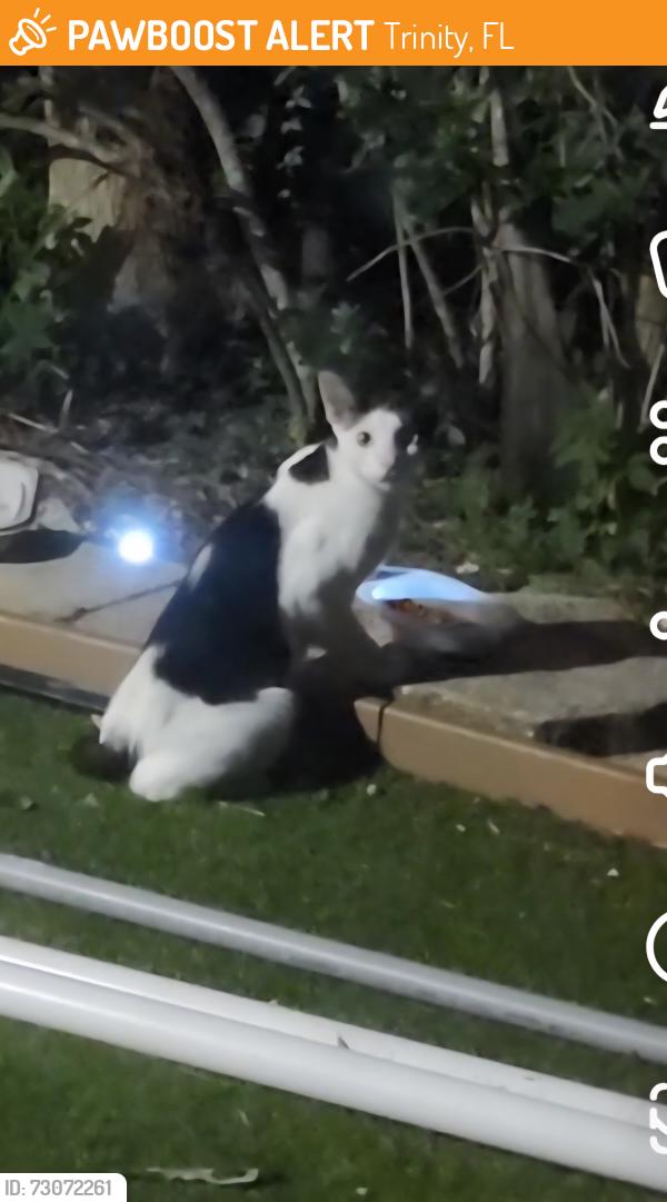 Found/Stray Unknown Cat last seen East lake road, seven springs blvd , Trinity, FL 34655