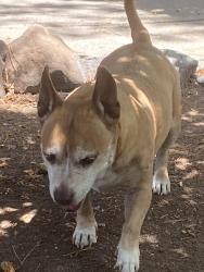 Reunited Male Dog last seen Contra costa, Pleasant Hill, CA 94523