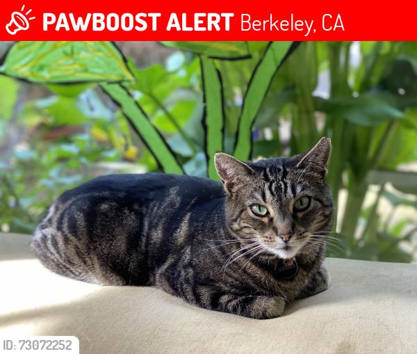 Lost Female Cat last seen Spruce and Halkin, Berkeley, CA 94707