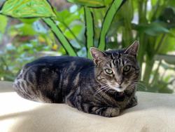 Lost Female Cat last seen Spruce and Halkin, Berkeley, CA 94707