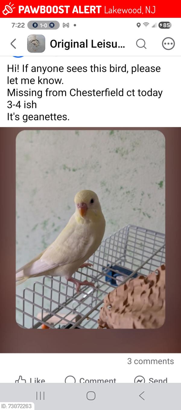 Lost Unknown Bird last seen Chesterfield CT Lakewood NJ , Lakewood, NJ 08701
