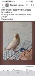 Lost Unknown Bird last seen Chesterfield CT Lakewood NJ , Lakewood, NJ 08701
