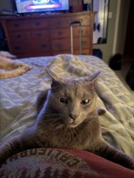 Lost Male Cat last seen N Pine Dell Dr, Lansing, MI 48911