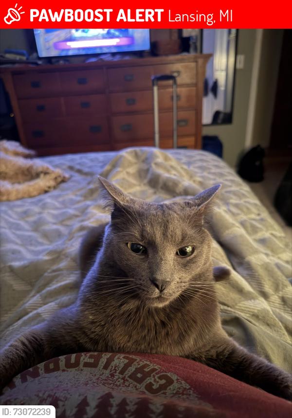 Lost Male Cat last seen N Pine Dell Dr, Lansing, MI 48911
