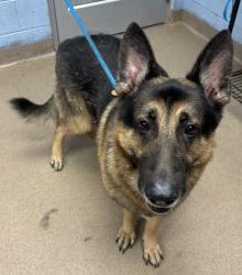 Shelter Stray Male Dog last seen Near Deer Lake Trail Stone Mountain, 30087, 30087, GA, 3280 Chamblee Dunwoody Rd, Chamblee, GA 30341, USA