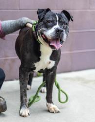 Shelter Stray Male Dog last seen Near BERLINE DRIVE, 30038, GA, 3280 Chamblee Dunwoody Rd, Chamblee, GA 30341, USA
