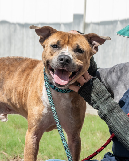 Shelter Stray Male Dog last seen , , GA, 3280 Chamblee Dunwoody Rd, Chamblee, GA 30341, USA