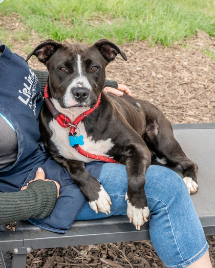 Shelter Stray Female Dog last seen Near Cobbs Ferry Dr Decatur, 30032, 30032, GA, 3280 Chamblee Dunwoody Rd, Chamblee, GA 30341, USA
