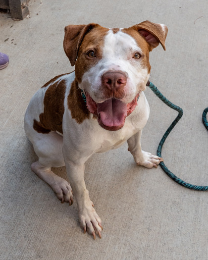 Shelter Stray Male Dog last seen Near Ruth Pl, Decatur, GA 30035, 30035, GA, 3280 Chamblee Dunwoody Rd, Chamblee, GA 30341, USA