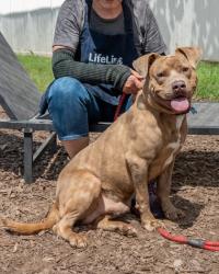 Shelter Stray Male Dog last seen Near Tulip Dr, 30032, GA, 3280 Chamblee Dunwoody Rd, Chamblee, GA 30341, USA