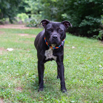 Shelter Stray Female Dog last seen , 30032, GA, 3280 Chamblee Dunwoody Rd, Chamblee, GA 30341, USA