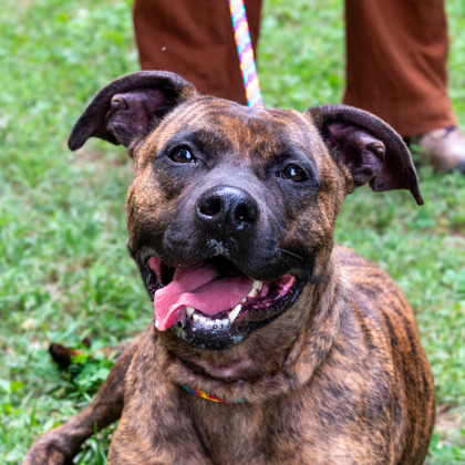 Shelter Stray Male Dog last seen Near Abercorn Ave, 30346, GA, 3280 Chamblee Dunwoody Rd, Chamblee, GA 30341, USA