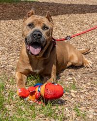 Shelter Stray Male Dog last seen Near EARLHAN COURT Lithonia, 30038, 30038, GA, 3280 Chamblee Dunwoody Rd, Chamblee, GA 30341, USA