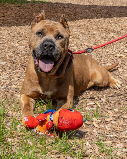 Shelter Stray Male Dog last seen Near EARLHAN COURT Lithonia, 30038, 30038, GA, 3280 Chamblee Dunwoody Rd, Chamblee, GA 30341, USA