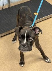 Shelter Stray Female Dog last seen Near Summerview Drive BLDG 21, 30083, GA, 3280 Chamblee Dunwoody Rd, Chamblee, GA 30341, USA