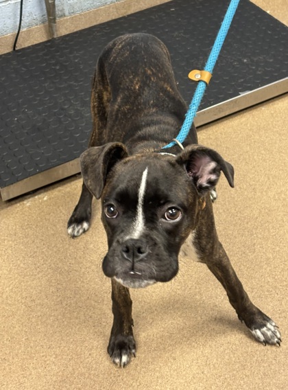 Shelter Stray Female Dog last seen Near Summerview Drive BLDG 21, 30083, GA, 3280 Chamblee Dunwoody Rd, Chamblee, GA 30341, USA