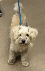 Shelter Stray Male Dog last seen Near Bouldercrest Rd Bldg H, Unit 1 Atlanta, 30316, 30316, GA, 3280 Chamblee Dunwoody Rd, Chamblee, GA 30341, USA