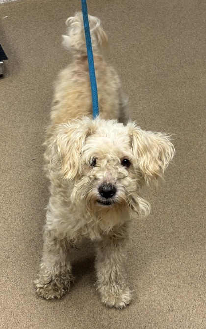 Shelter Stray Male Dog last seen Near Bouldercrest Rd Bldg H, Unit 1 Atlanta, 30316, 30316, GA, 3280 Chamblee Dunwoody Rd, Chamblee, GA 30341, USA