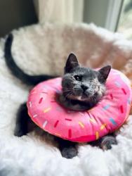 Shelter Stray Female Cat last seen Near Lucile Street Stone Mountain, 30083, 30083, GA, 3280 Chamblee Dunwoody Rd, Chamblee, GA 30341, USA