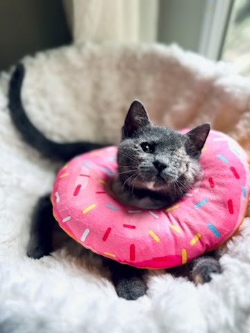 Shelter Stray Female Cat last seen Near Lucile Street Stone Mountain, 30083, 30083, GA, 3280 Chamblee Dunwoody Rd, Chamblee, GA 30341, USA