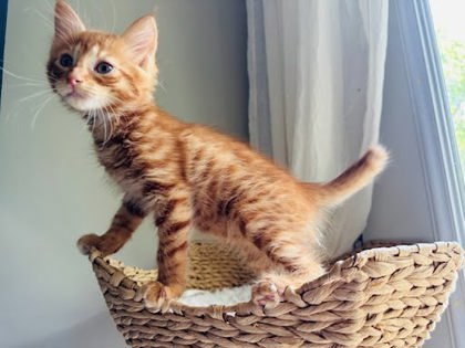 Shelter Stray Female Cat last seen Near Lucile Street Stone Mountain, 30083, 30083, GA, 3280 Chamblee Dunwoody Rd, Chamblee, GA 30341, USA
