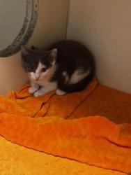 Shelter Stray Female Cat last seen Near Chestnut Woods Cir, Doraville, GA 30340, 30340, GA, 3280 Chamblee Dunwoody Rd, Chamblee, GA 30341, USA