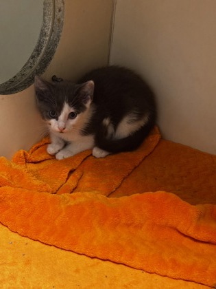 Shelter Stray Female Cat last seen Near Chestnut Woods Cir, Doraville, GA 30340, 30340, GA, 3280 Chamblee Dunwoody Rd, Chamblee, GA 30341, USA