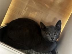Shelter Stray Male Cat last seen Near Colonial Way, Apt F, Atlanta, GA 30341, 30341, GA, 3280 Chamblee Dunwoody Rd, Chamblee, GA 30341, USA