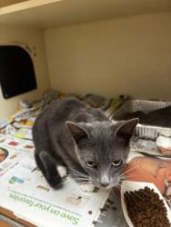 Shelter Stray Female Cat last seen Near Chamblee Tucker Rd Chamblee, GA 30341, 30341, GA, 3280 Chamblee Dunwoody Rd, Chamblee, GA 30341, USA