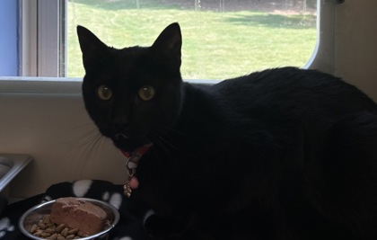 Shelter Stray Unknown Cat last seen Near Cedar Creek Pkwy, Decatur30033, 30033, GA, 3280 Chamblee Dunwoody Rd, Chamblee, GA 30341, USA