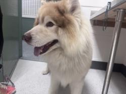 Shelter Stray Male Dog last seen 79th ave & Weld, Oakland, CA, 1101 29th Ave, Oakland, CA 94601, USA