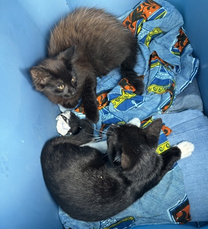 Shelter Stray Unknown Cat last seen Near Church Street 30033, 30033, GA, 3280 Chamblee Dunwoody Rd, Chamblee, GA 30341, USA